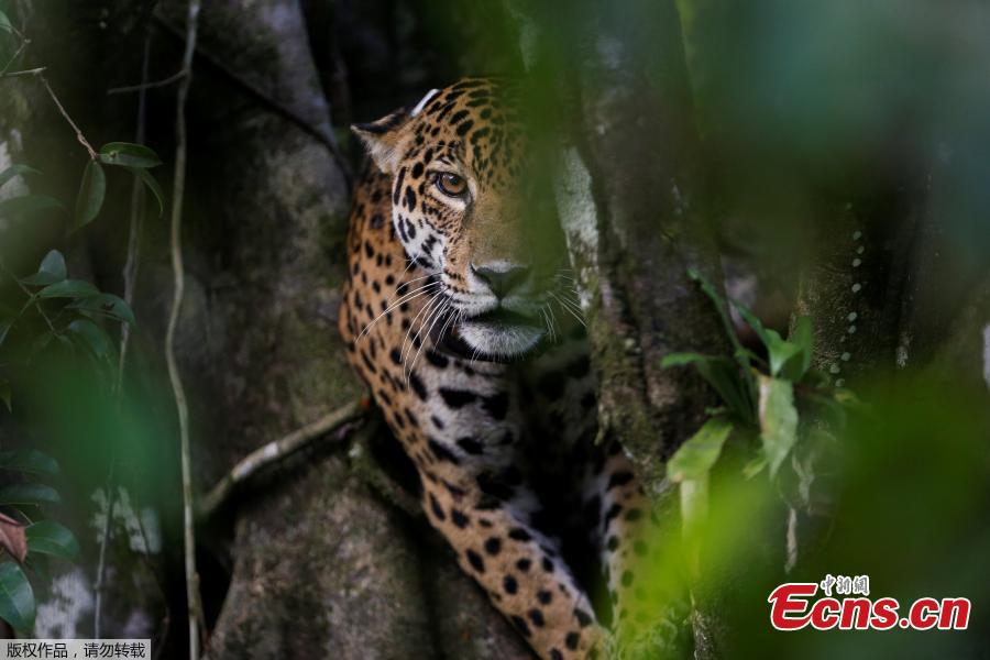 Brazilian jaguars survive Amazon flooding