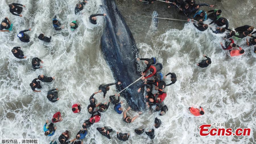 Stranded whale dies in Argentina despite rescue efforts 