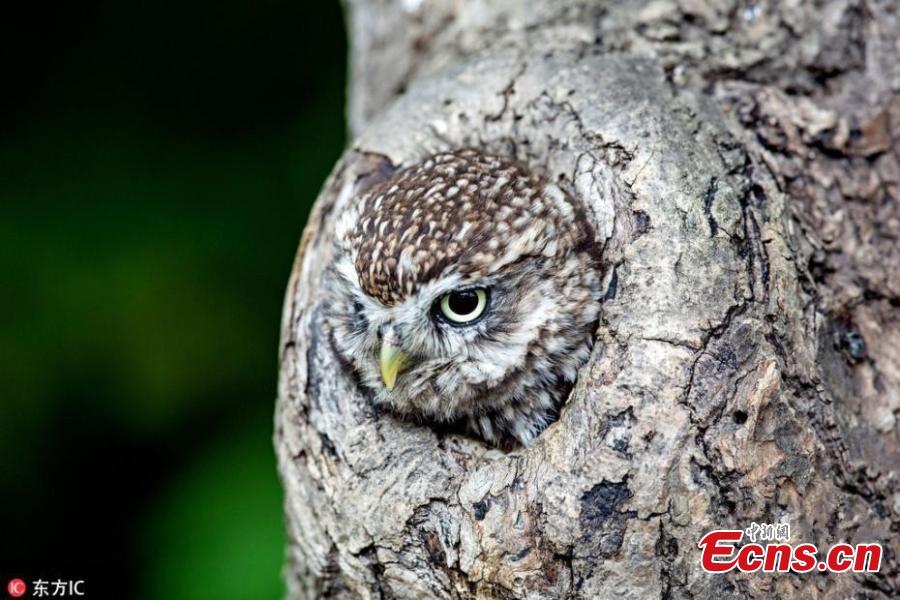 Photographer captures amazing moment perfectly-camouflaged owl