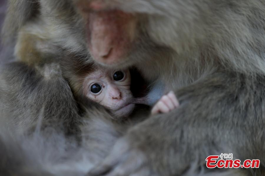 Central China's macaques natural reserve in birth peak