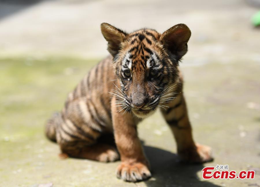 3-month-old tiger cub triplets meet the public