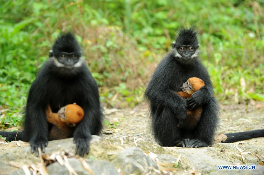 Francois's langurs seen in SW China's Guizhou