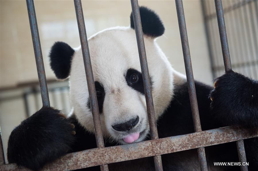 Giant pandas at SW China base trained to survive in wild (1/4)