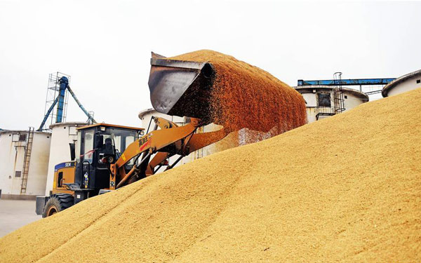 A worker collects rice at a corn processing factory in Linghai, Northeast China's Liaoning province, Nov 19, 2015.(Photo/Xinhua) A worker collects rice at a corn processing factory in Linghai, Northeast China's Liaoning province, Nov 19, 2015.(Photo/Xinhua)