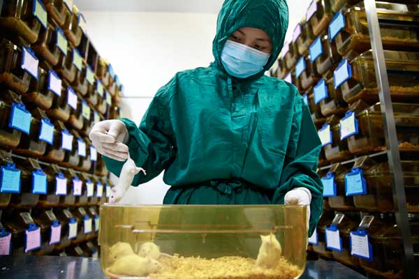 A researcher checks the conditions of rats used for laboratory tests at the National Institute of Biological Sciences in Beijing. (Photo: China Daily/Feng Yongbin) A researcher checks the conditions of rats used for laboratory tests at the National Institute of Biological Sciences in Beijing. (Photo: China Daily/Feng Yongbin)