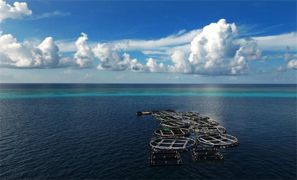 Photo taken on July 17, 2016 shows a deepwater fish farming base near Meiji Reef of the Nansha Islands of China. Since fishery expert Lin Zailiang started a fish farm in Meiji Reef of South China Sea nine years ago, the deepwater fish farming cages have increased to 62 by now. Rare commercial fish cultured here are sold well both home and abroad. (Photo/Xinhua) Photo taken on July 17, 2016 shows a deepwater fish farming base near Meiji Reef of the Nansha Islands of China. Since fishery expert Lin Zailiang started a fish farm in Meiji Reef of South China Sea nine years ago, the deepwater fish farming cages have increased to 62 by now. Rare commercial fish cultured here are sold well both home and abroad. (Photo/Xinhua)