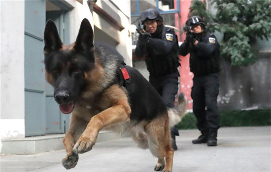 Members of a SWAT team of Beijing police attend a drill with a police dog on Nov 5, 2016. The police dog division of Beijing Municipal Public Security Bureau was founded in 1952. Up to 2015, there have been more than 1,000 police dogs serving in criminal investigation, SWAT, public transportation, firefighting and some other departments of Beijing police.(Photo/Xinhua) Members of a SWAT team of Beijing police attend a drill with a police dog on Nov 5, 2016. The police dog division of Beijing Municipal Public Security Bureau was founded in 1952. Up to 2015, there have been more than 1,000 police dogs serving in criminal investigation, SWAT, public transportation, firefighting and some other departments of Beijing police.(Photo/Xinhua)