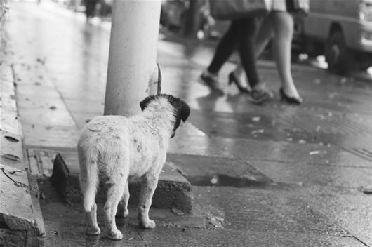 Owners ought to be deterred from abandoning dogs